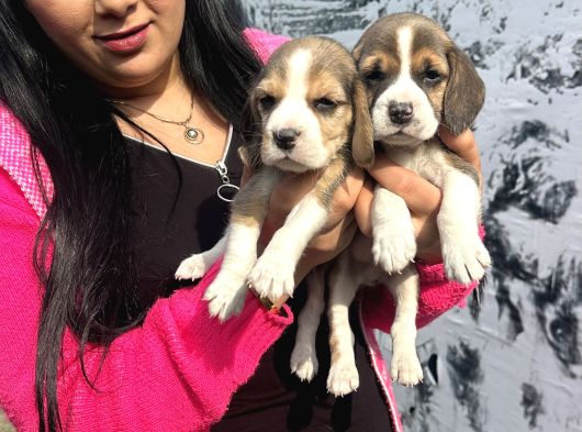 Mükemmel Beagle Yavrularım görsel