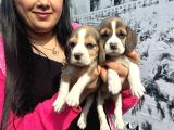 Mükemmel Beagle Yavrularım