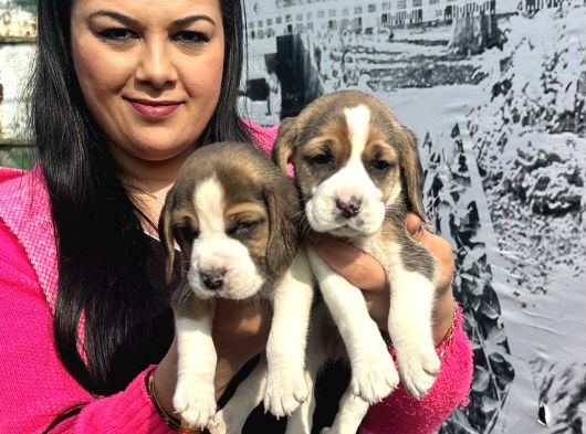 Mükemmel Beagle Yavrularım görsel
