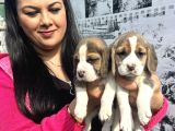 Mükemmel beagle yavrularım