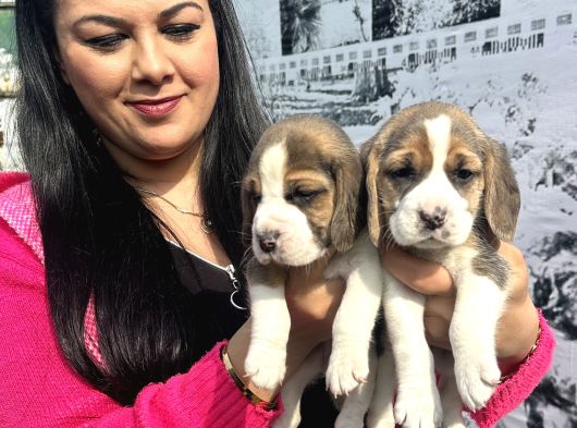Mükemmel Beagle Yavrularım