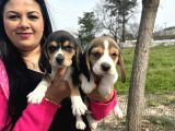 Elizabet Safkan Beagle Yavrularım