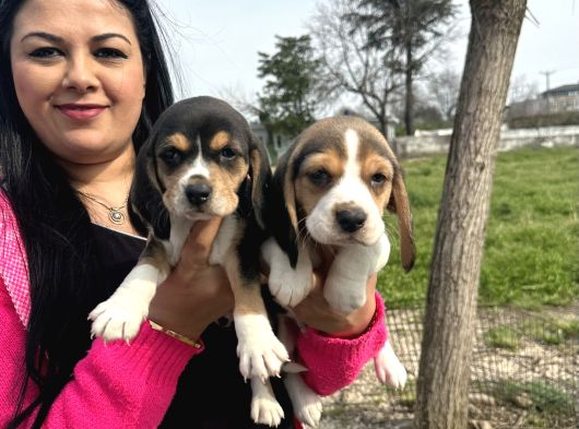 Elizabet Safkan Beagle Yavrularım görsel
