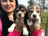 Elizabet Safkan Beagle Yavrularım
