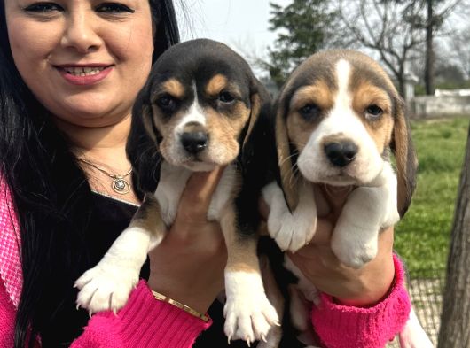 Elizabet Safkan Beagle Yavrularım görsel