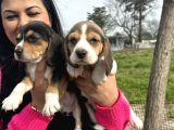 Elizabet Safkan Beagle Yavrularım