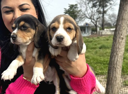 Elizabet Safkan Beagle Yavrularım görsel