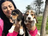 Elizabet Safkan Beagle Yavrularım