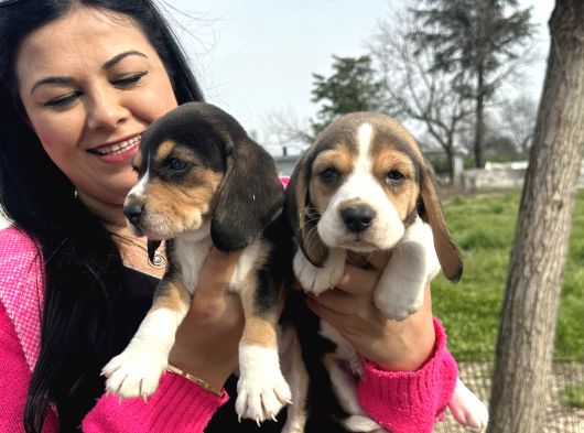 Elizabet Safkan Beagle Yavrularım görsel
