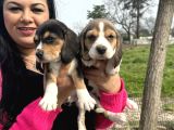 Elizabet Safkan Beagle Yavrularım