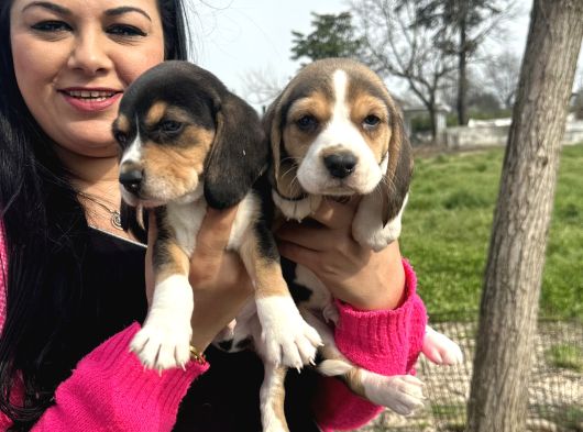 Elizabet Safkan Beagle Yavrularım görsel