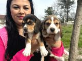 Elizabet safkan beagle yavrularım