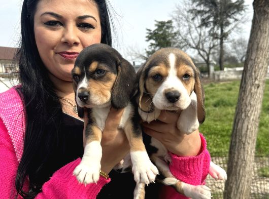 Elizabet Safkan Beagle Yavrularım