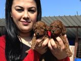 Ufacık Toy Poodle Yavrularım