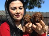 Ufacık toy poodle yavrularım