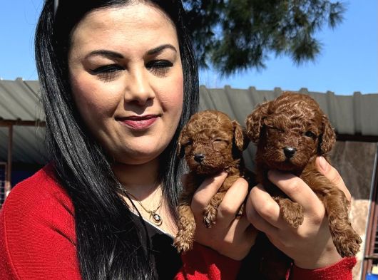 Ufacık toy poodle yavrularım