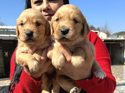 Baby Face Mükemmel Golden Yavrularım görsel