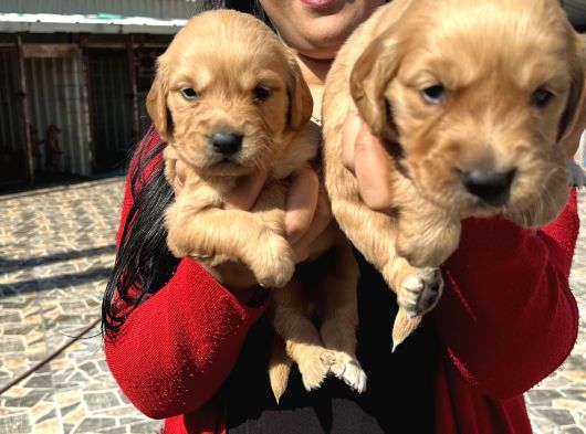 Baby face mükemmel golden yavrularım