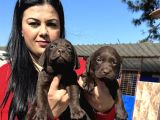 Çikolata Labrador Yavrularım