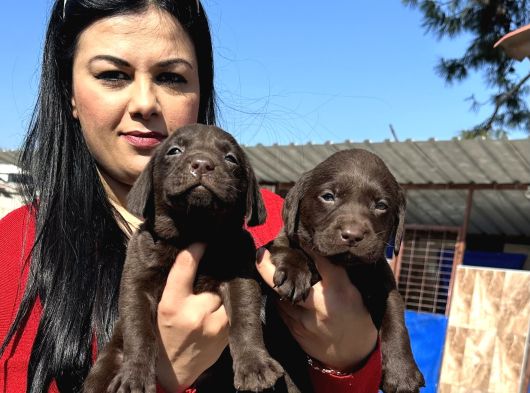 Çikolata Labrador Yavrularım görsel