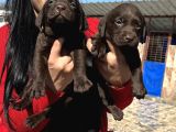 Çikolata Labrador Yavrularım