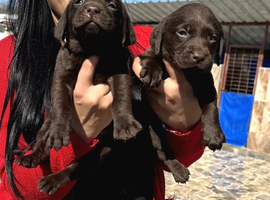 Çikolata Labrador Yavrularım görsel