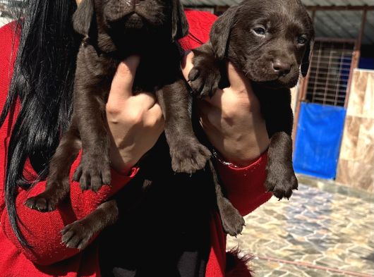 Çikolata Labrador Yavrularım görsel