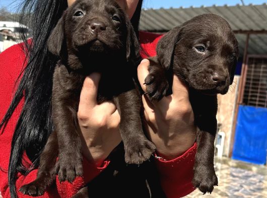 Çikolata Labrador Yavrularım görsel