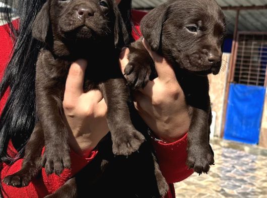 Çikolata Labrador Yavrularım görsel