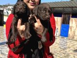 Çikolata Labrador Yavrularım