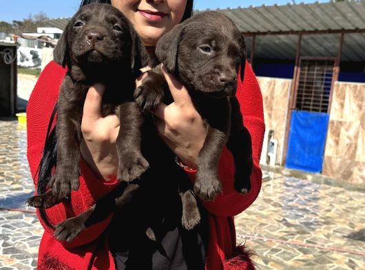 Çikolata Labrador Yavrularım görsel