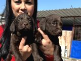 Çikolata Labrador Yavrularım