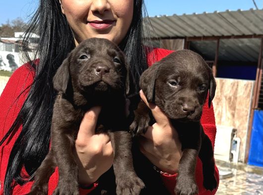 Çikolata labrador yavrularım