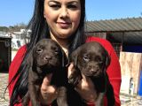 Çikolata Labrador Yavrularım