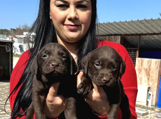 Çikolata Labrador Yavrularım görsel