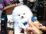 Gerçek Ayıcık Surat oğlumuz Teddy