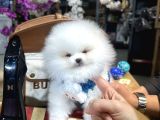 Gerçek Ayıcık Surat Oğlumuz Teddy