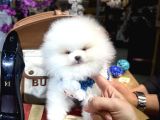 Gerçek Ayıcık Surat Oğlumuz Teddy