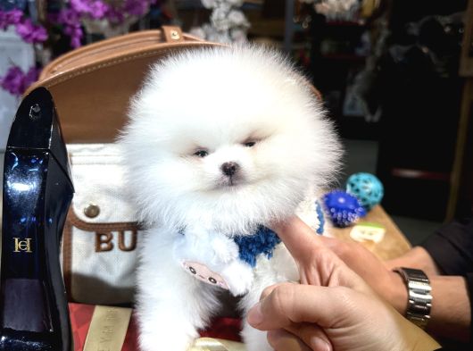 Gerçek Ayıcık Surat Oğlumuz Teddy görsel