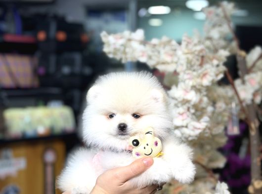 Özel Üretim Ayıcık Surat Boo Pookie görsel