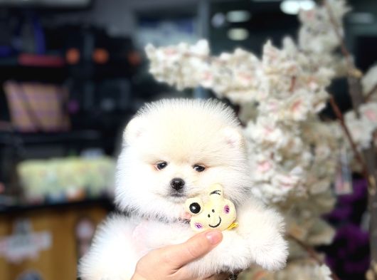 Özel Üretim Ayıcık Surat Boo Pookie görsel