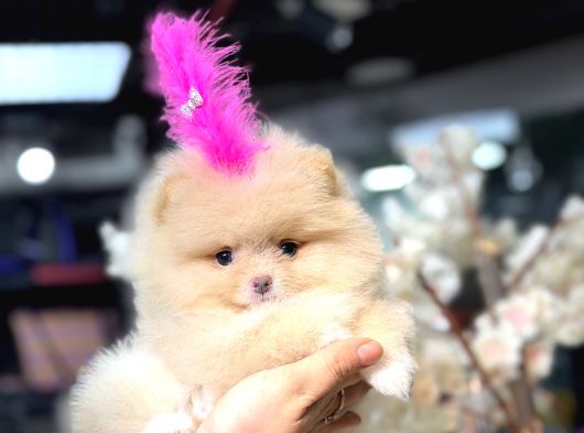 Ayıcık Surat Boo Daisy