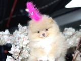 Ayıcık Surat Boo Daisy