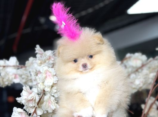 Ayıcık Surat Boo Daisy görsel