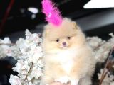 Ayıcık Surat Boo Daisy