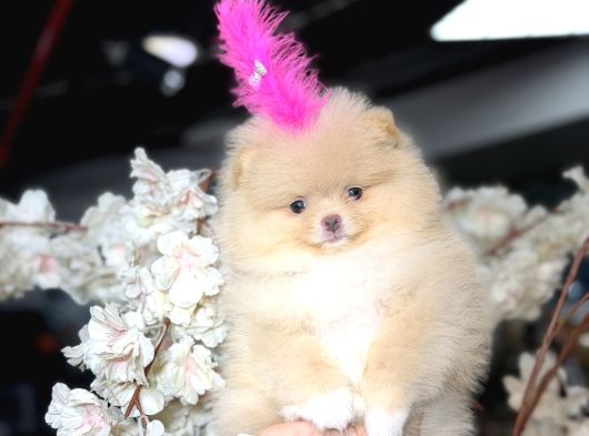 Ayıcık Surat Boo Daisy görsel