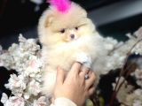 Ayıcık Surat Boo Daisy