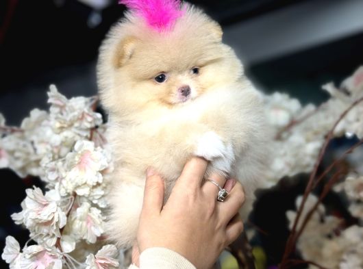 Ayıcık Surat Boo Daisy görsel