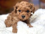 Kipir Kipir Toy Poodle Bebekler