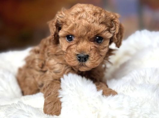 Kipir Kipir Toy Poodle Bebekler görsel